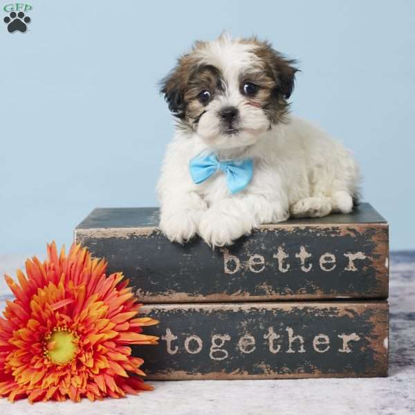 Carter, Teddy Bear Puppy